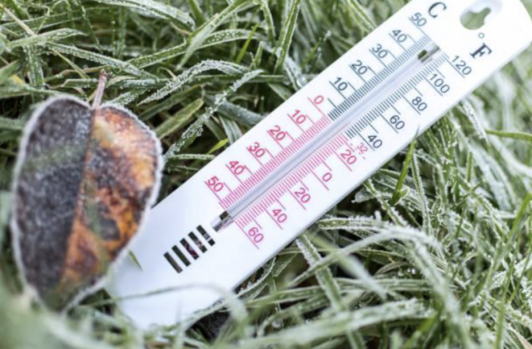 The Best Temperature and Humidity Levels for Growing Weed Seeds A