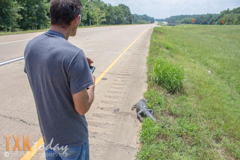 Alligator Killed Crossing Highway 59 Near Sulphur River Bridge Texarkana Today