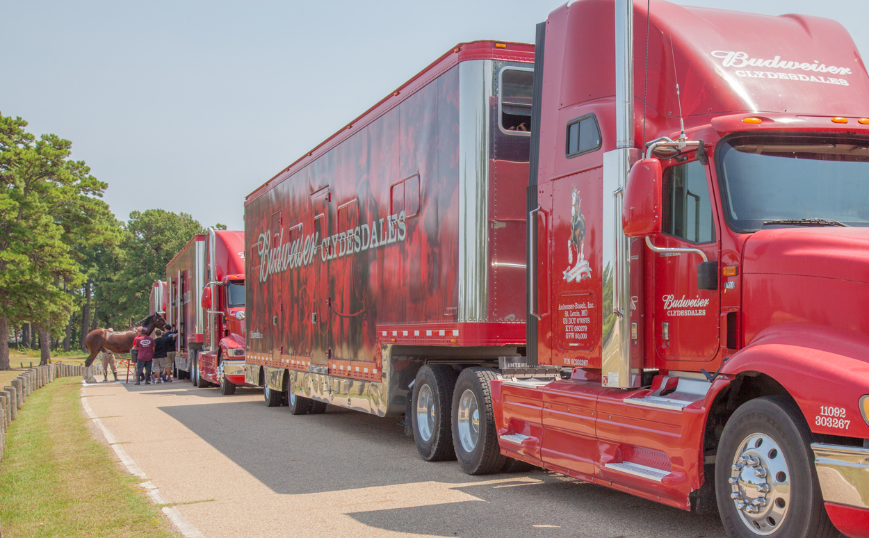 Budweiser Clydesdales arrive in Texarkana | Texarkana Today, image size:1250x774