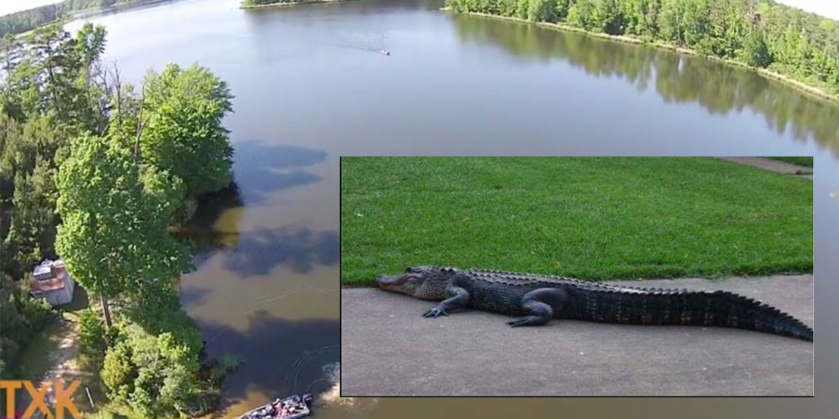 Game Warden Captures Alligator Roaming Texarkana Neighborhood Texarkana Today 9453