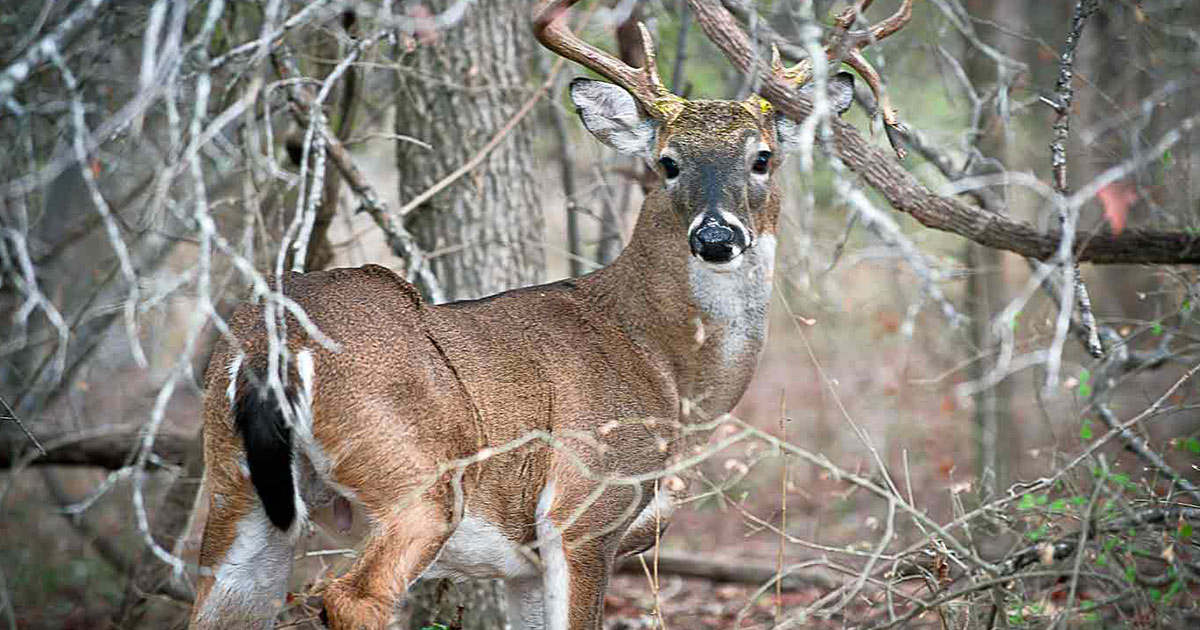 TX parks and wildlife adopts new CWD zones, deer movement rules