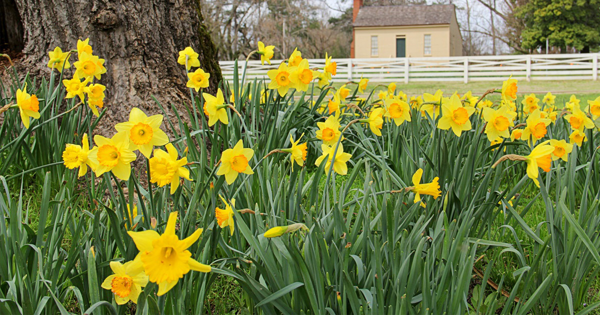 4th Annual Jonquil Festival 5K Run/Walk Texarkana Today