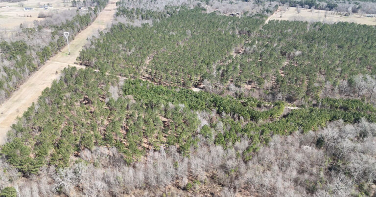 Bowie County land rich with resources from timber to lithium below the surface. (photo by Field Walsh | TXK TODAY)
