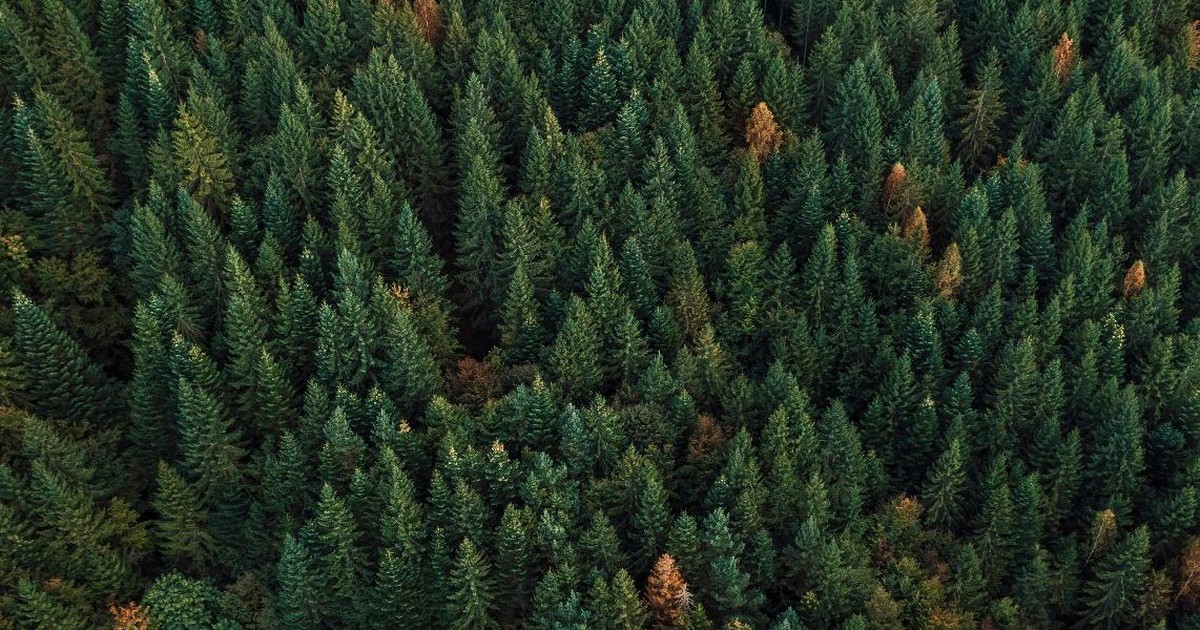 Bowie County, Texas Issued BDO Zone ‘AA’ Rating for Woody Biomass