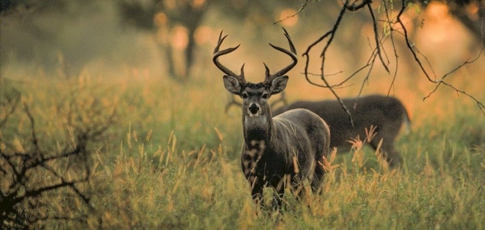 Texas hunting season: a white-tailed buck stands in tall grass at sunrise