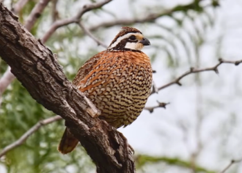 A northern bobwhite quail perched on a tree branch
